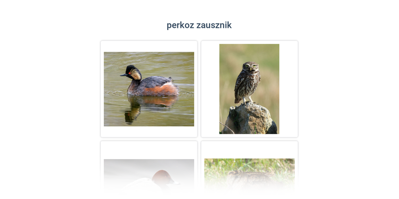 Ptaki: różne