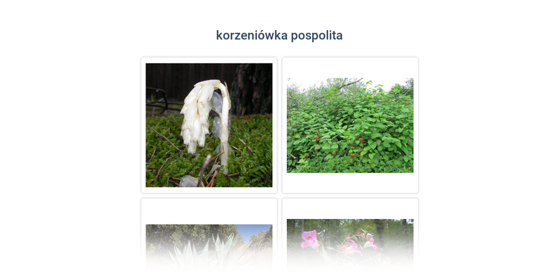 Sukulenty, rośliny pasożytnicze i inwazyjne