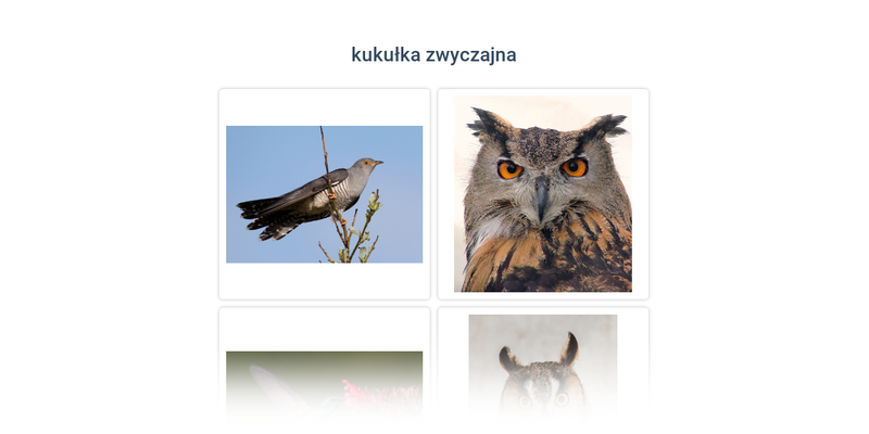 Sowy, szponiaste, sokołowe, dzięciołowe i inne