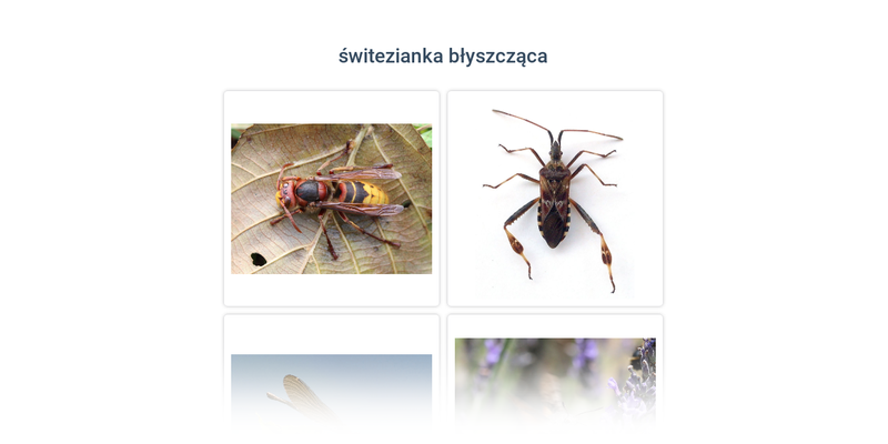 Owady: różne