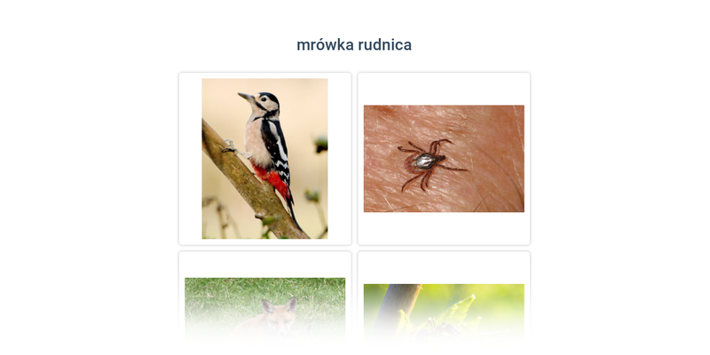 Zwierzęta w lesie