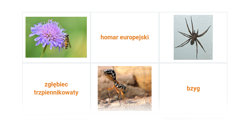 Bezkręgowce: rozne