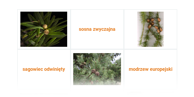 Rośliny nagonasienne