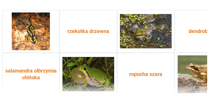 Płazy