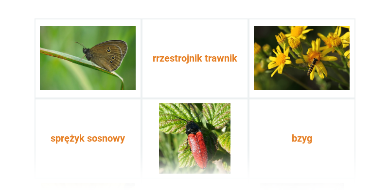Owady z przobrażeniem zupełnym