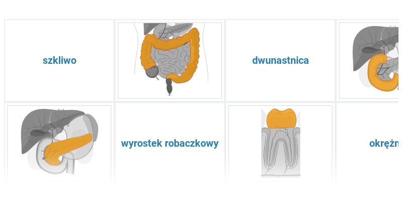 Układ pokarmowy