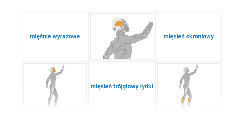 Mięśnie