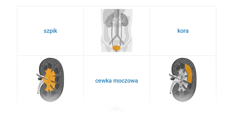 Układ wydalniczny