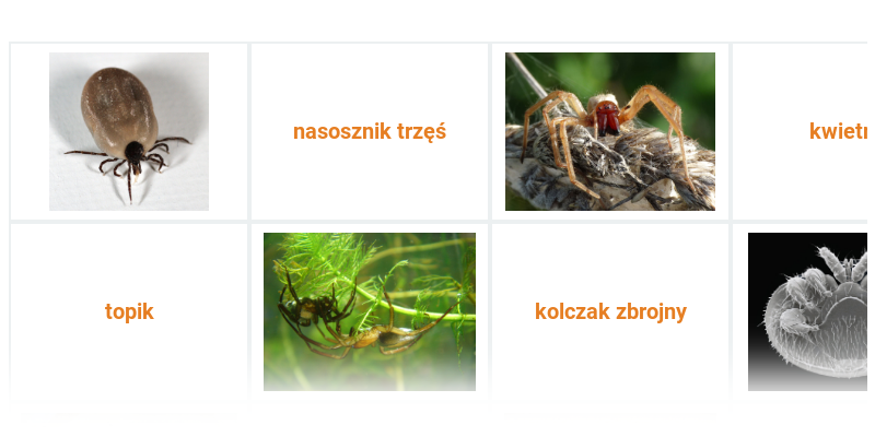 Pajęczaki