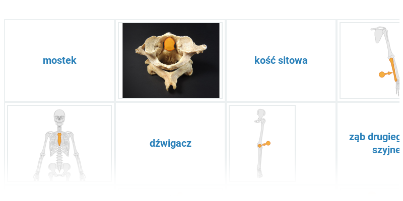 Kości w ciele