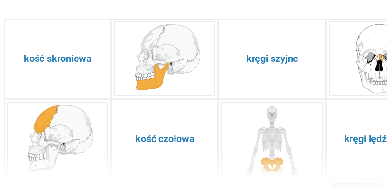 Kości w ciele