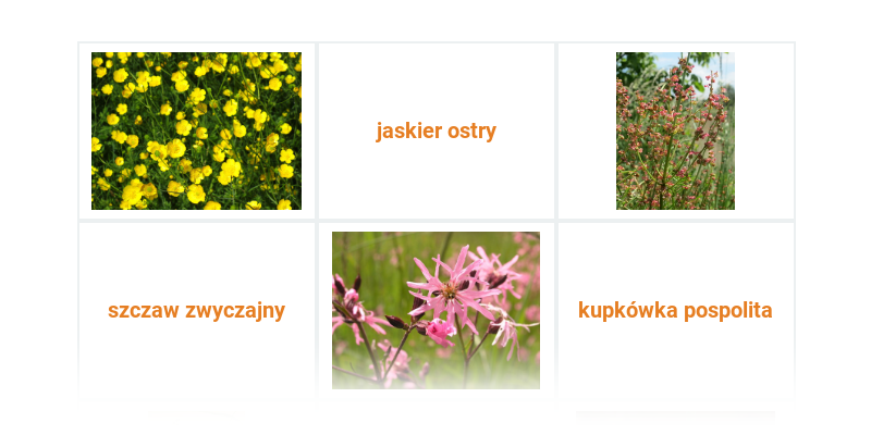 Ląki, stepy, pastwiska, zarośla, rumowiska