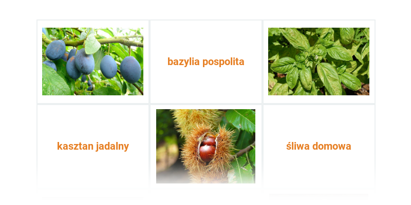 Owoce i warzywa, rośliny aromatyczne