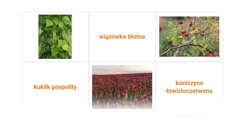 Różowate, bobowate