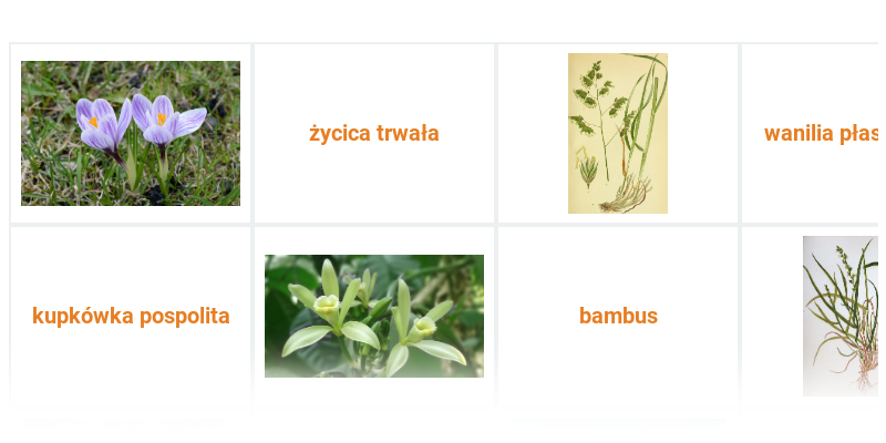 Rodziny roślin jednoliściennych