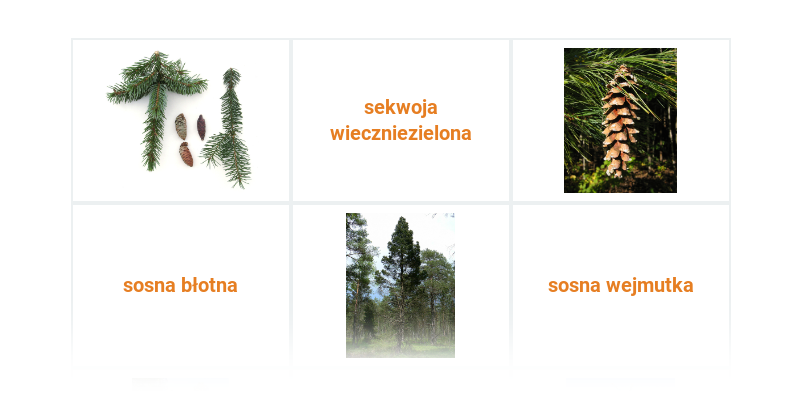 Rośliny nagonasienne