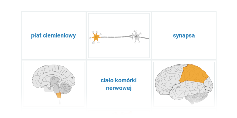 Układ nerowowy: różne