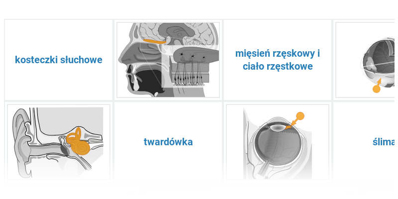 Zmysły: różne