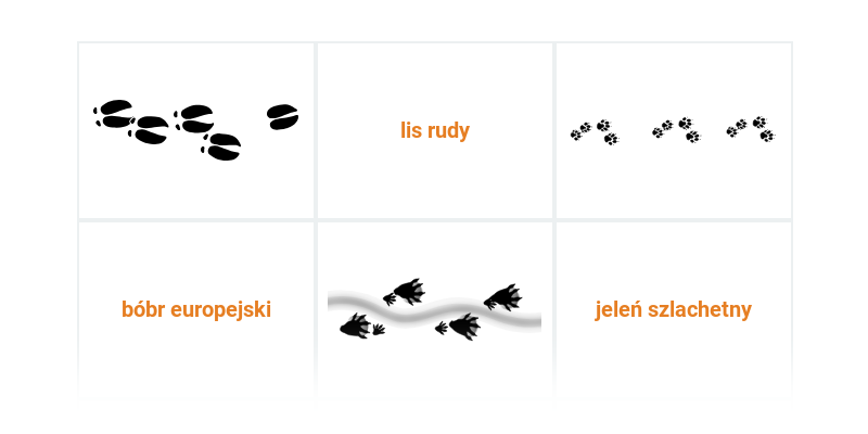 Ślady ssaków