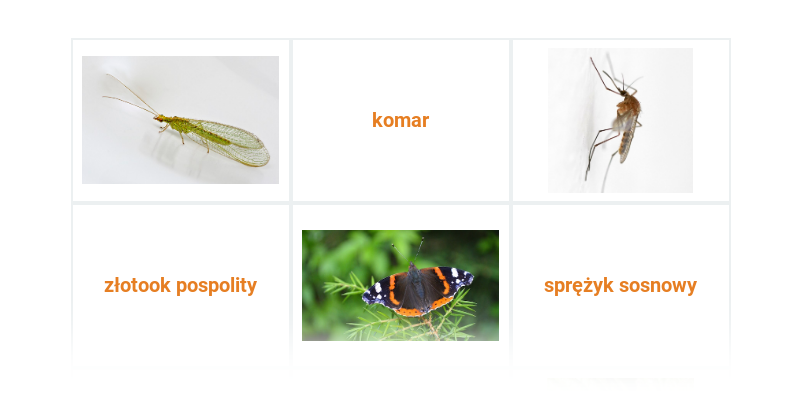 Owady z przobrażeniem zupełnym