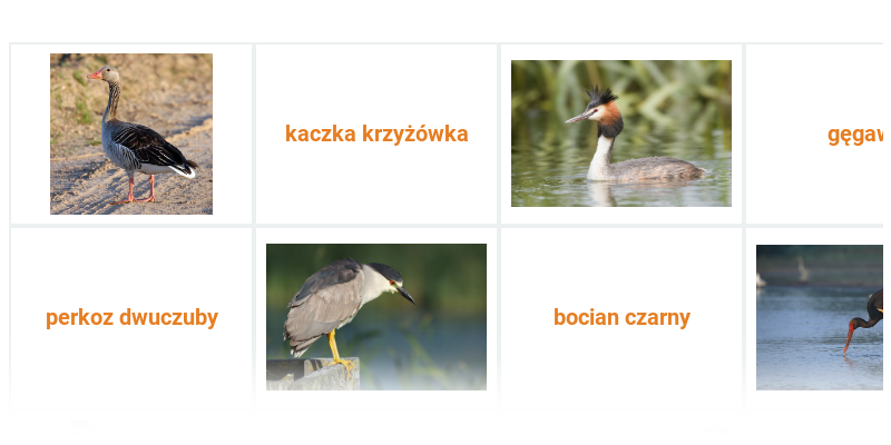 Paleognatyczne, grzebiące, gołębiowe, wodne