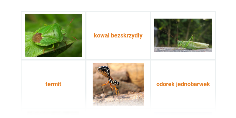 Owady: różne