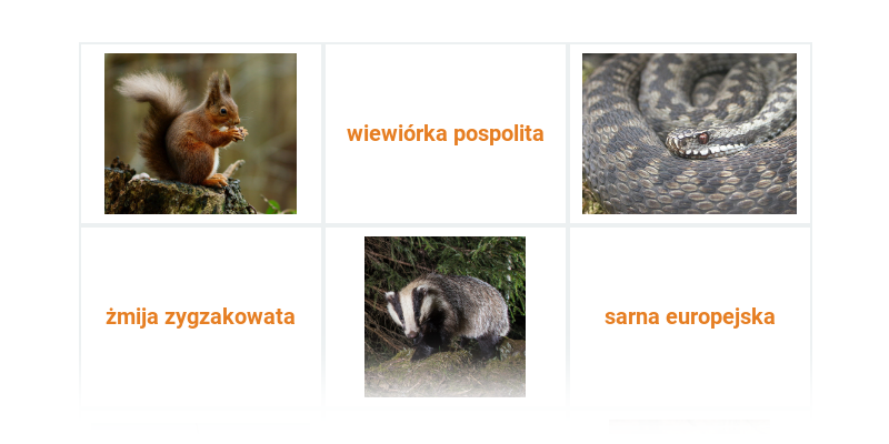 Zwierzęta w lesie