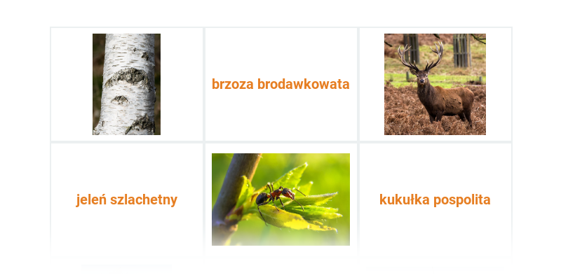 Las: różne