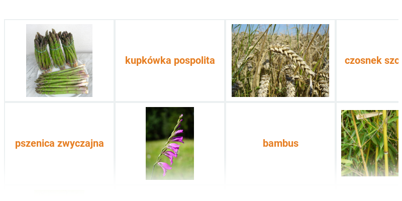 Rodziny roślin jednoliściennych