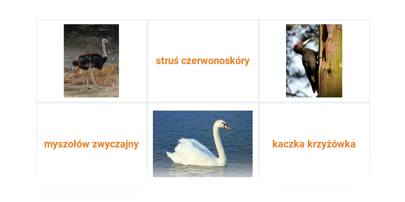 Ptaki: różne