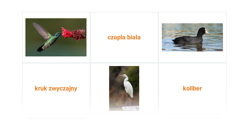 Ptaki: różne