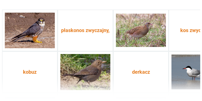 Ptaki: różne