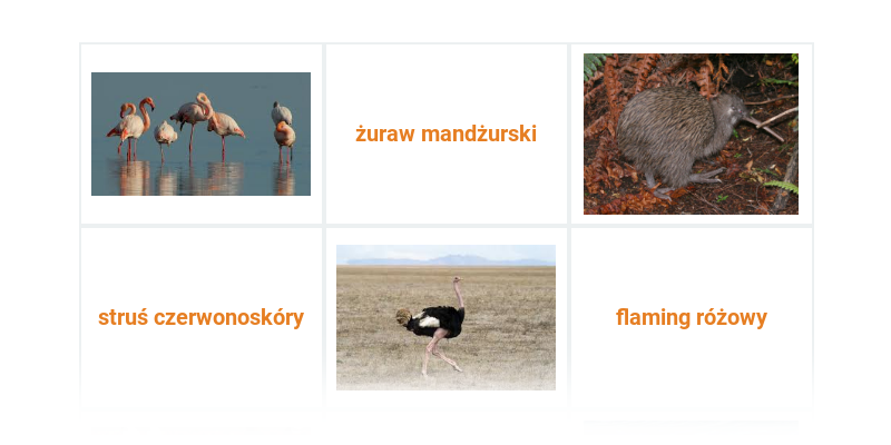 Ptaki egzotyczne