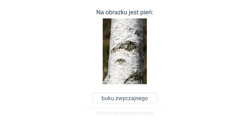 Las: różne