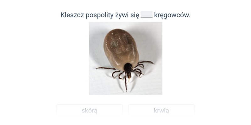 Zwierzęta w lesie