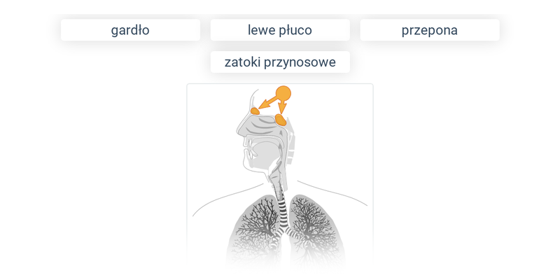 Układ oddechowy