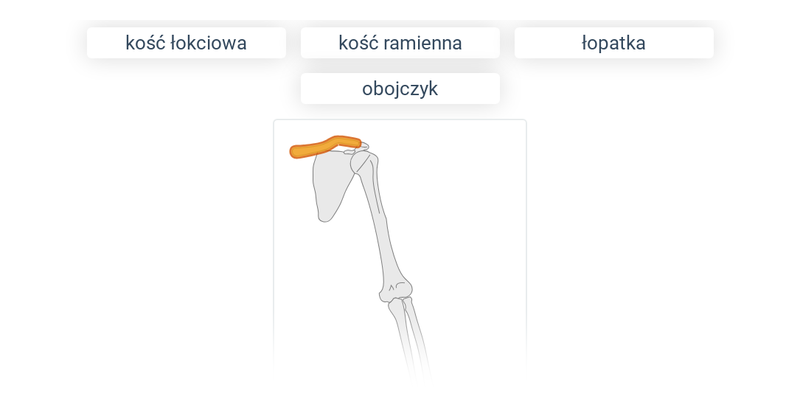 Kości w ciele