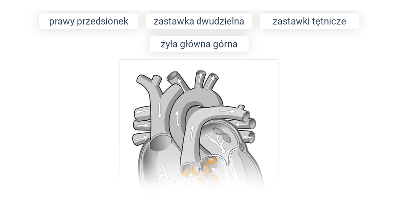 Układ krwionośny: różne