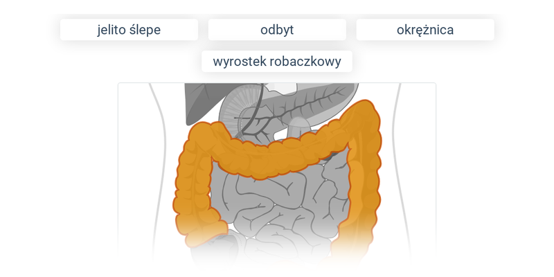 Układ pokarmowy