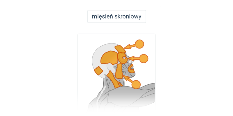 Mięśnie