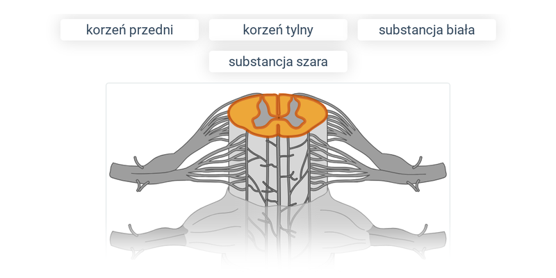 Układ nerowowy: różne