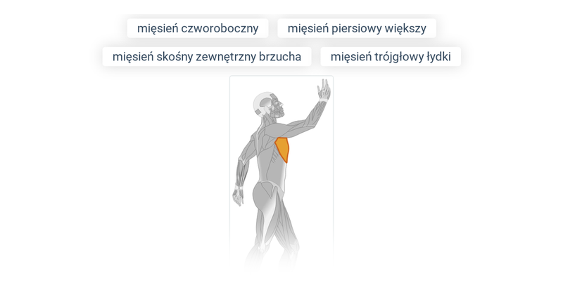 Mięśnie
