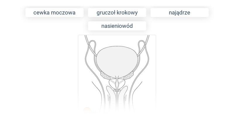 Układ rozrodczy męski i żeński: różne