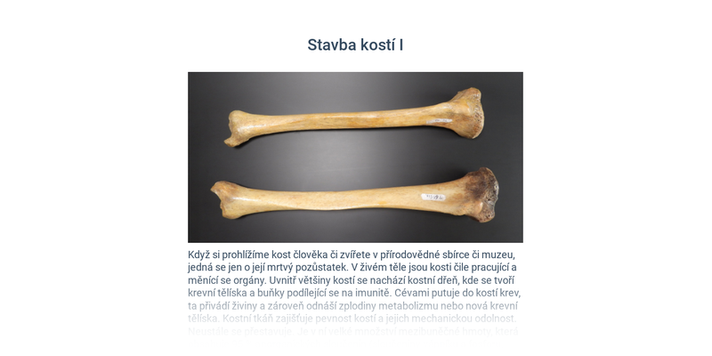 Szkielet ogólnie